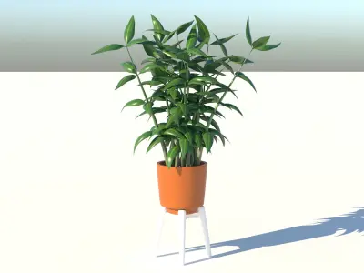 Dracaena and Pot 3D model