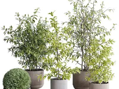 Indoor plant set 371 concrete vase plant tree shrub Low-poly 3D model