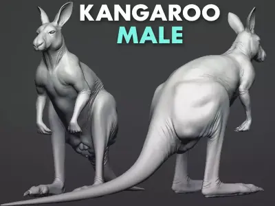 Kangaroo male 3D model