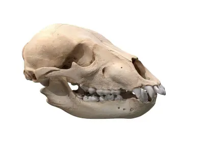 Skull - Bear Low-poly 3D model