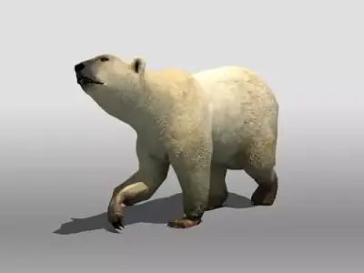 Polar Bear Low-poly 3D model