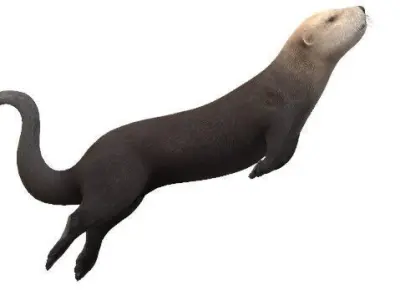 Playful Sea Otter Low Poly VR and AR Ready 3D Model Low-poly 3D model