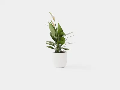 Spathiphyllum Torelli Low-poly 3D model