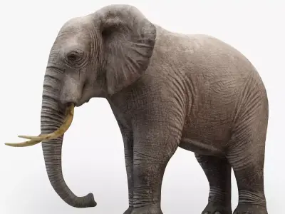3D Rigged Elephant model Low-poly 3D model