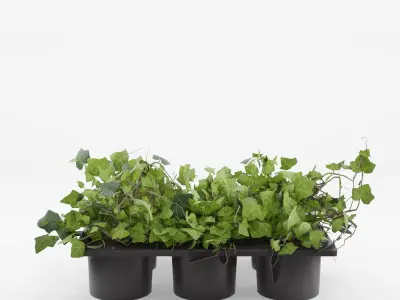 Common Ivy 3D Model Low-poly 3D model