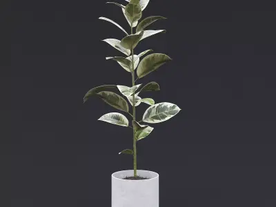 Rubber Plant II 3D model