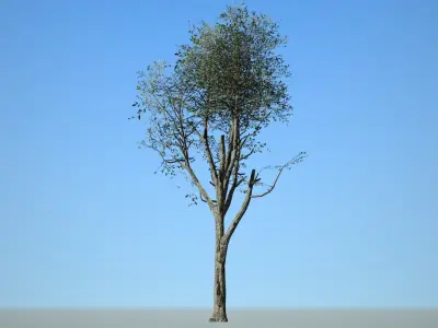 Broadleaf 006 Low-poly 3D model