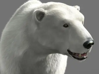 Bear Polar 3D model