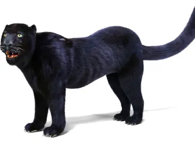 Realistic Fur Black panther Rigged Low-poly 3D model