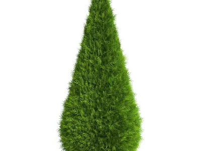 Thuja Shrub VI 3D model