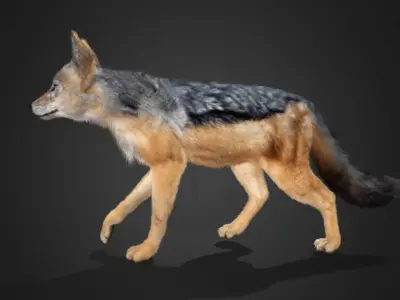 Jackal Realistic Animated 3D model