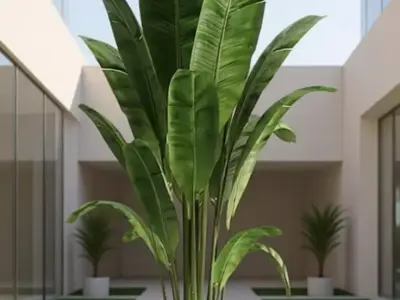 Large Banana Plant 3D Model Realistic Tropical Greenery Low-poly 3D model