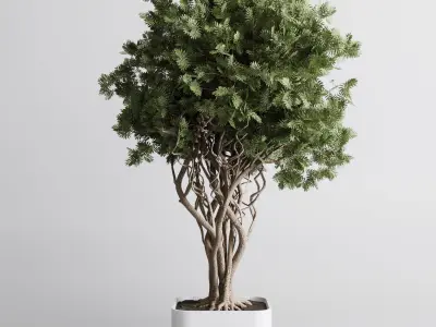 indoor plant 473 pot plant tree concrete dirt vase 3D model