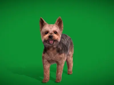 Yorkshire Terrier Dog Low-poly 3D model