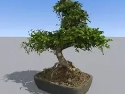 bonsai tree Free 3D model
