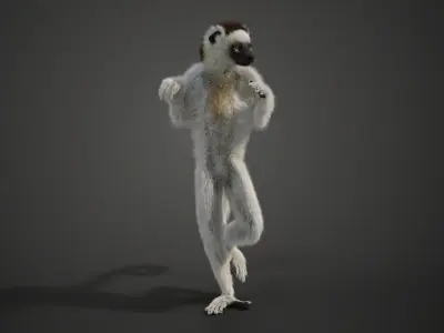 White Sifaka Animation - VFX Grace 3D model