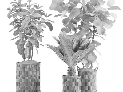 Tropical Plants in Wicker Baskets 3D model