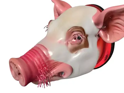 Realistic Pig Head Bust PBR Low-poly 3D model