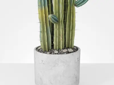 Plant 6 two cactus plants in pot 3D model