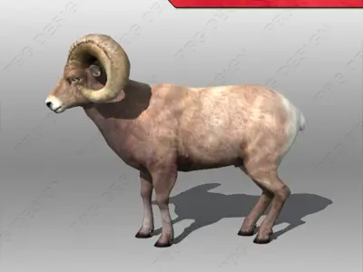 Ram Animated 3D model