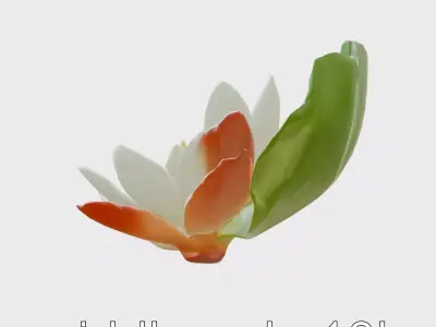 Water Lily Yellow Flower Detailed Model Pack Low-poly 3D model