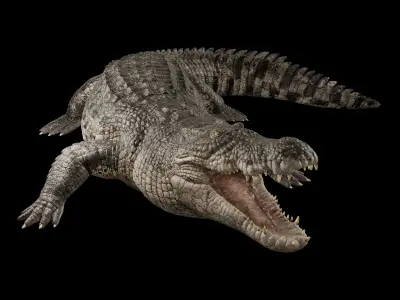 Saltwater Crocodile Animated  Low-poly 3D model