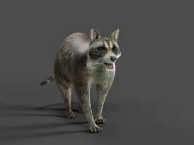 Raccoon Rigged in Blender Low-poly 3D model