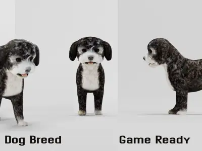 Havanese Dog Breed  Marvin 3D model