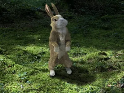 Young Rabbit  with hair 3D model