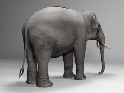 Asian Elephant Animated Low-poly 3D model