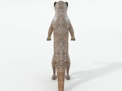 Meerkat Low-poly 3D model