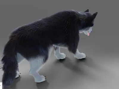 Fur Gray Wolf Rigged and Animation V01 Low-poly 3D model