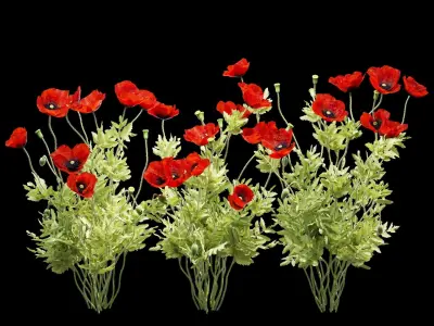 Field poppy 3D model