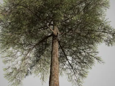 Conifer Tree 001 3D model