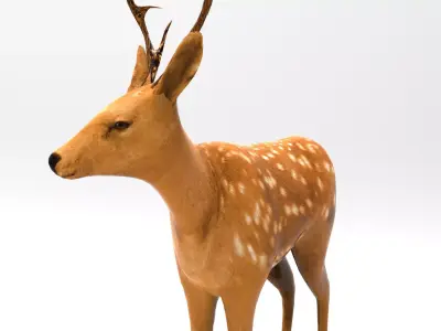 Cute Deer Rigged  Low-poly 3D model