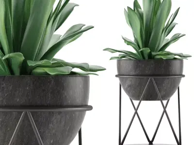 House Plant 27 3D model