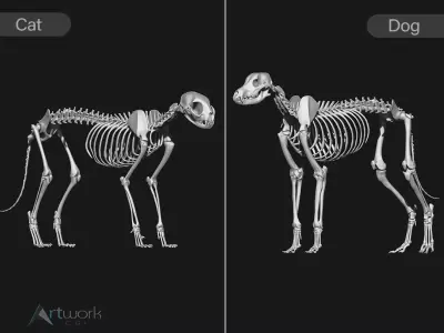 Cat and Dog skeleton 3D model
