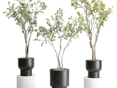 Branch Tree in a plastic pot - indoor plant 579 3D model