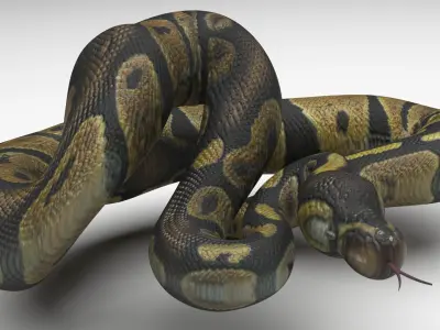 Chocolate Ball Python Snake 3D model