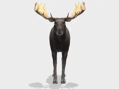 Moose - Bull Low-poly 3D model