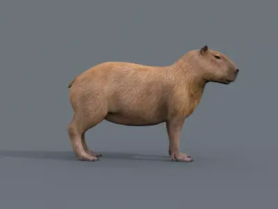 Capybara Capivara - 8k - 3d animated 3D model