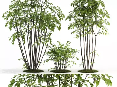 Plants collection 84 3D model