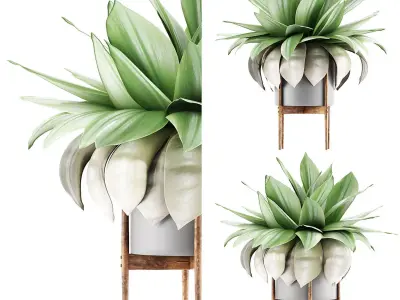 Plants Collection 58 3D model
