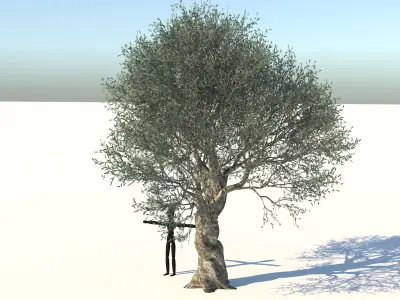 Olive Tree Low-poly 3D model