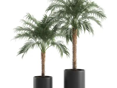 Decorative Phoenix roebelenii palm in a black flowerpot 617 3D model