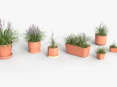 Collection of Liriope grass Plants Vol 05 3D model