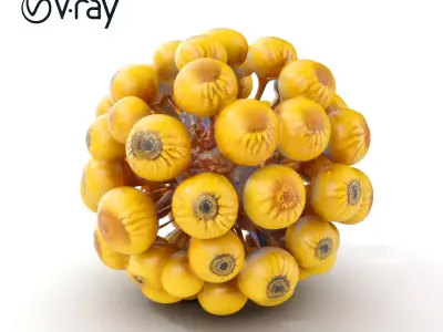 Yellow Pom Pom Flower Model Pack Low-poly 3D model
