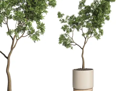 collection Indoor plant 50 vase wood 3D model