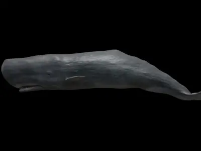 Sperm whale - cachalot Low-poly 3D model