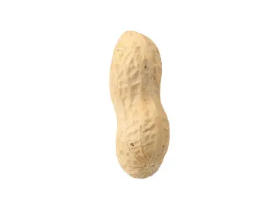 Photorealistic Peanut 3D Scan 3D model